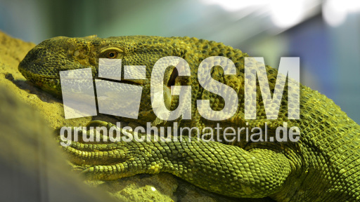 Schwarzkehlwaran (2).jpg